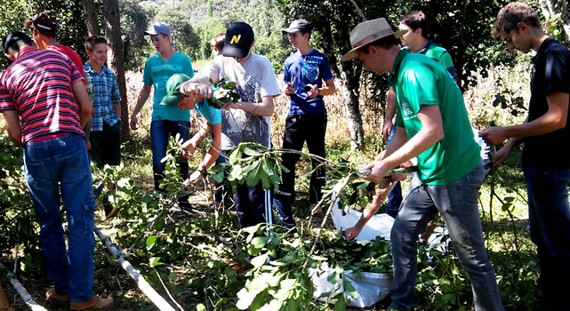 Cruz Machado realiza dia de campo sobre poda de erva-mate